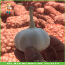 China Knoblauch 10kg Bulk Knoblauch 4.0cm